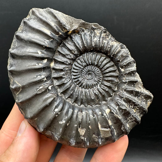 Pleuroceras hawskerense Ammonite fossil with box and stand - Whitby, North Yorkshire Jurassic Coast, Yorkshire fossils