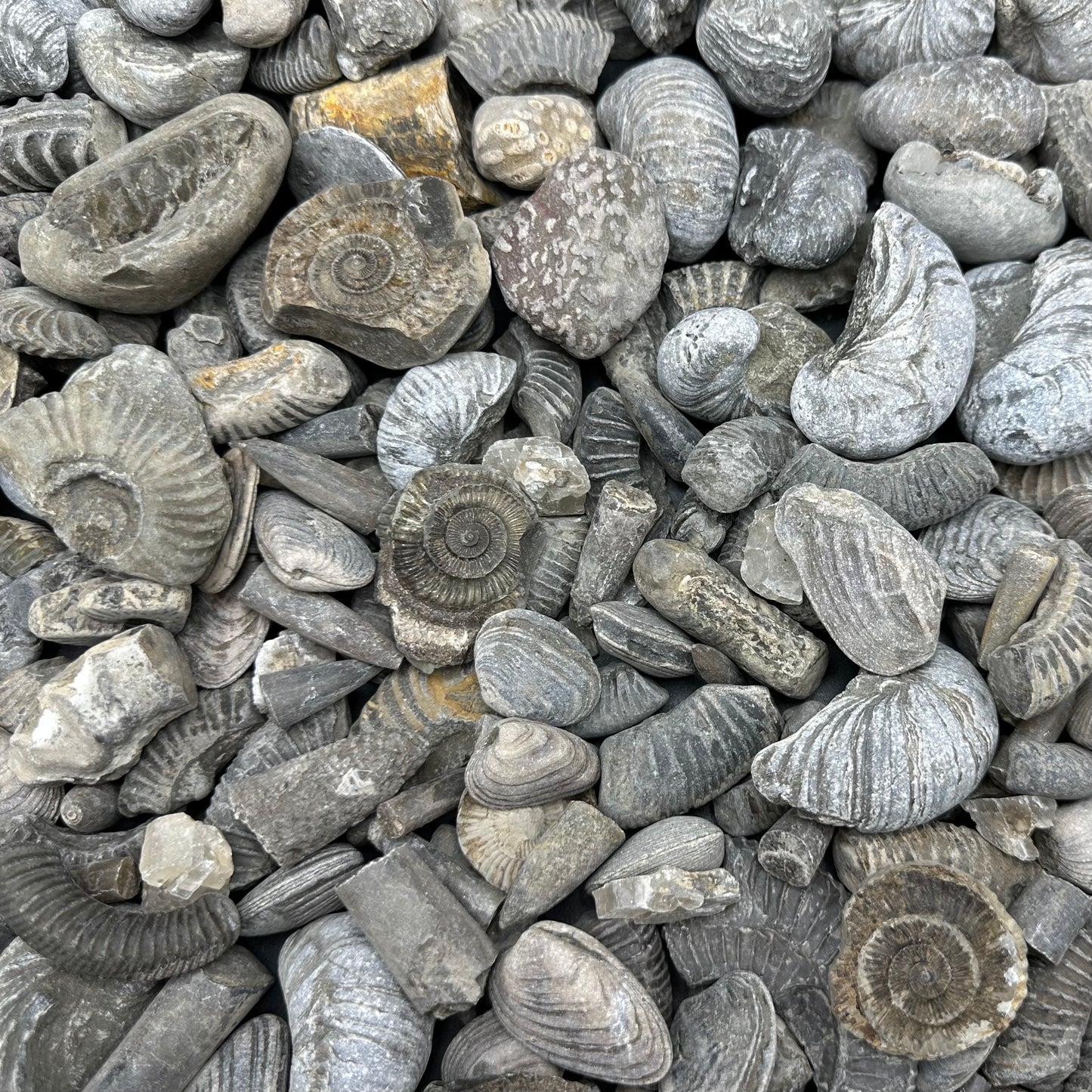 Junior Jurassic Jumble - Yorkshire Fossils Mystery Variety Fossil Bag - Whitby, North Yorkshire Jurassic Coast