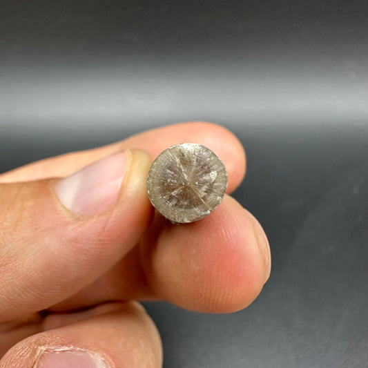 Belemnite (Fossil Squid) shell fossil - Whitby, North Yorkshire Jurassic Coast Yorkshire Fossils