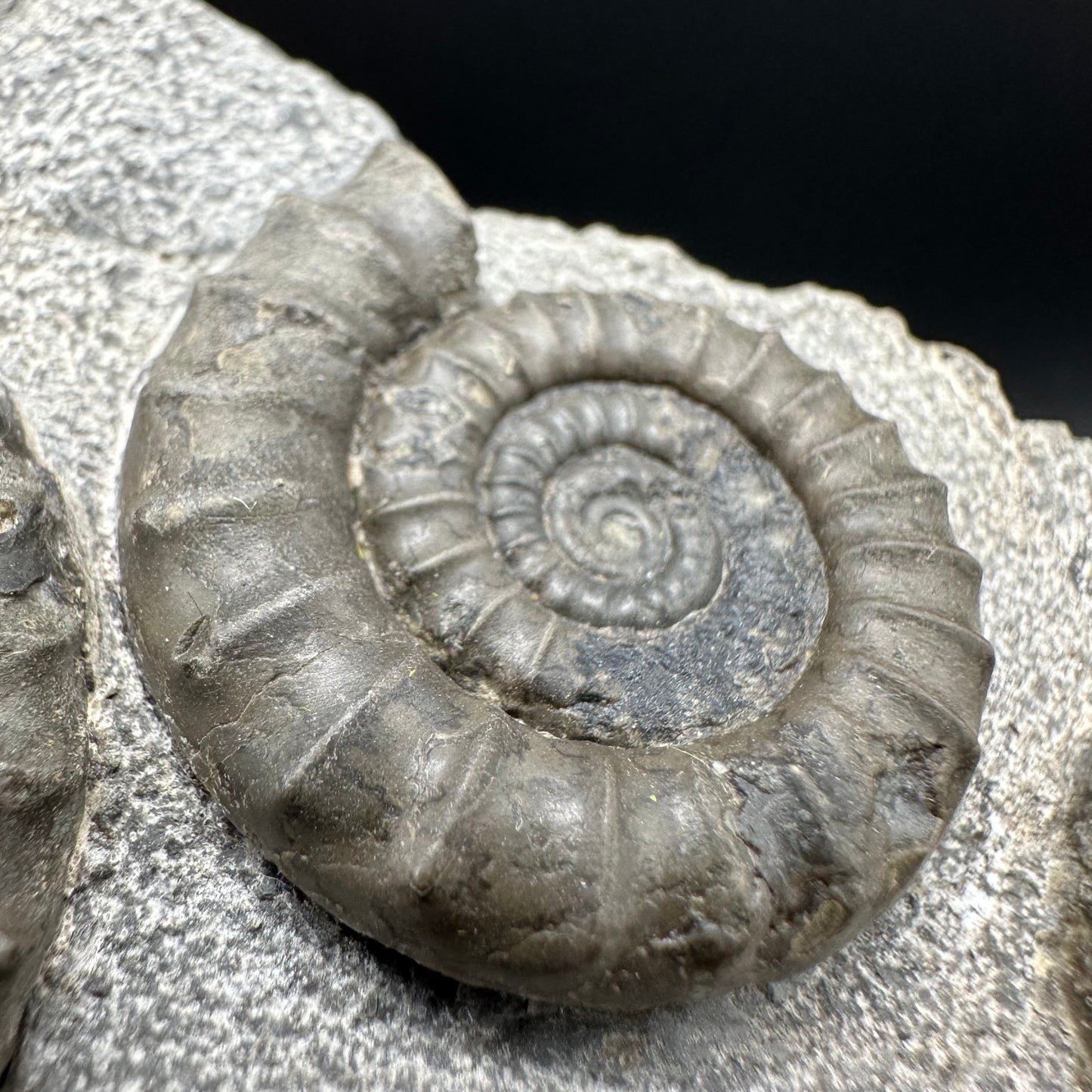 Arnioceras ammonite shell fossil with box and stand - Whitby, North Yorkshire Jurassic Coast Yorkshire Fossils