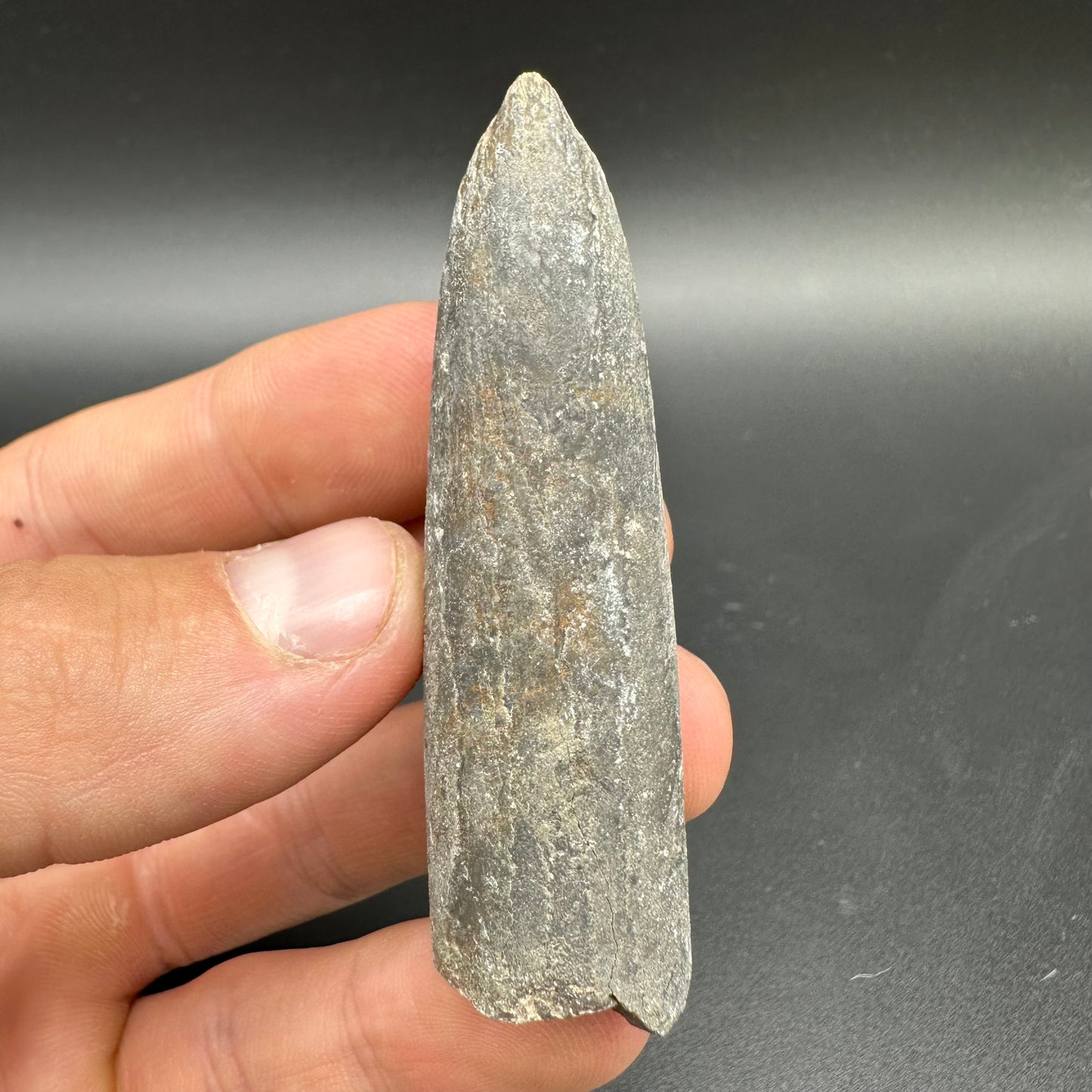Belemnite (Fossil Squid) shell fossil - Whitby, North Yorkshire Jurassic Coast Yorkshire Fossils