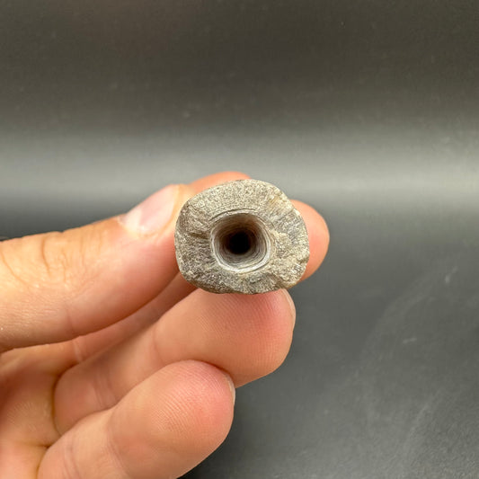 Belemnite (Fossil Squid) shell fossil - Whitby, North Yorkshire Jurassic Coast Yorkshire Fossils