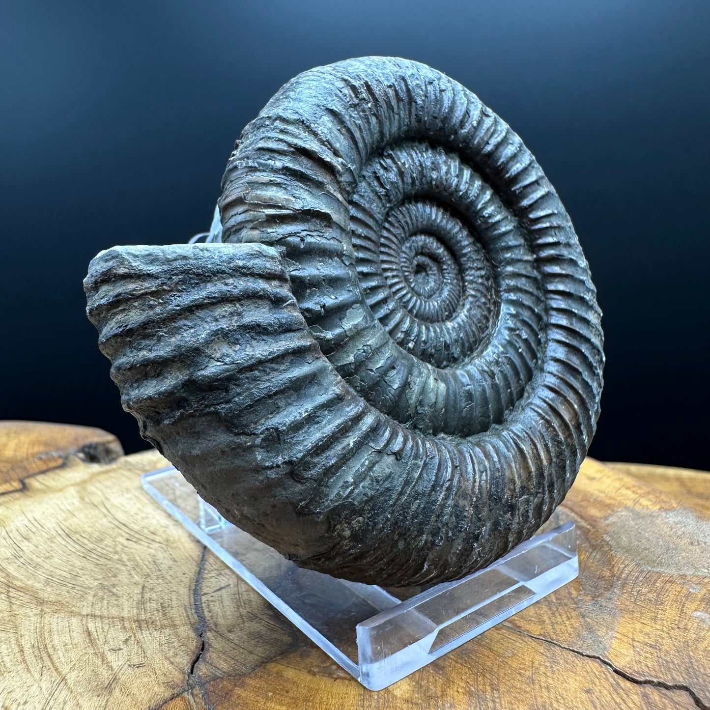 Dactylioceras Ammonite Fossil With box and Stand - Whitby, North Yorkshire Jurassic Coast Yorkshire Fossils