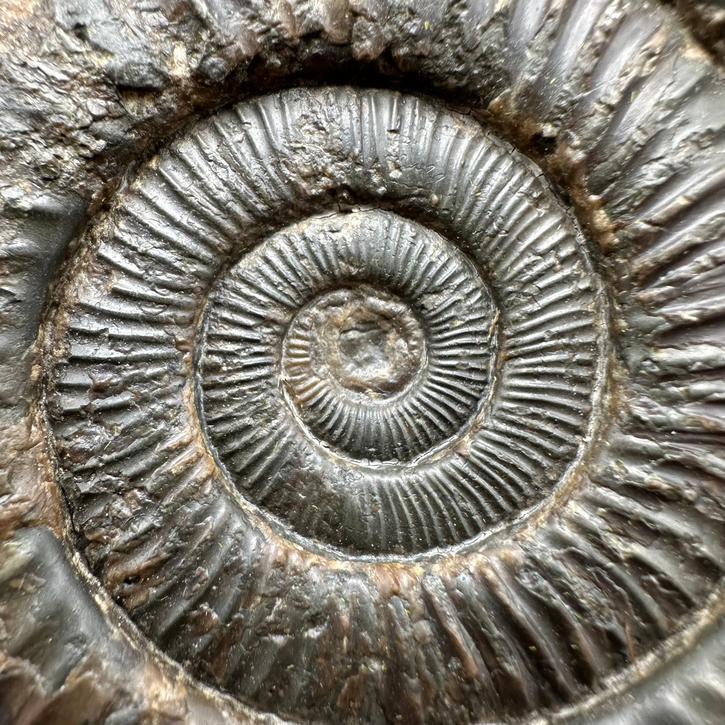 Dactylioceras Ammonite Fossil With Box And Stand - Whitby, North Yorkshire Jurassic Coast Yorkshire Fossils