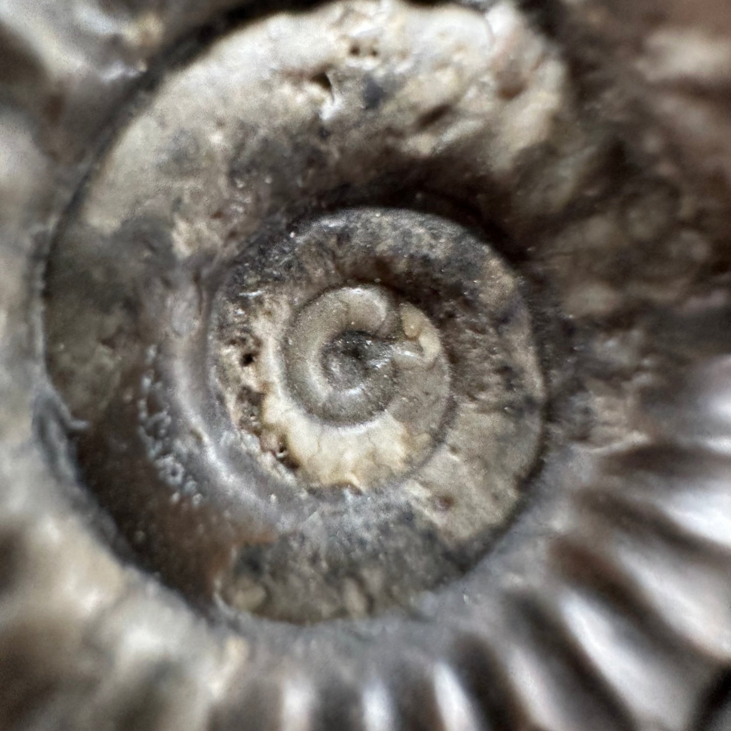 Arnioceras ammonite shell fossil with box and stand - Whitby, North Yorkshire Jurassic Coast Yorkshire Fossils
