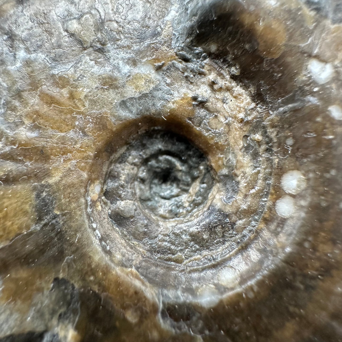 Eleganticeras Elegantulum ammonite with box and stand - Whitby, North Yorkshire Jurassic Coast, Yorkshire Fossils