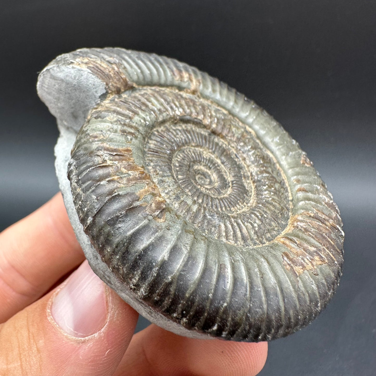 Dactylioceras Ammonite Fossil With Box And Stand - Whitby, North Yorkshire Jurassic Coast Yorkshire Fossils
