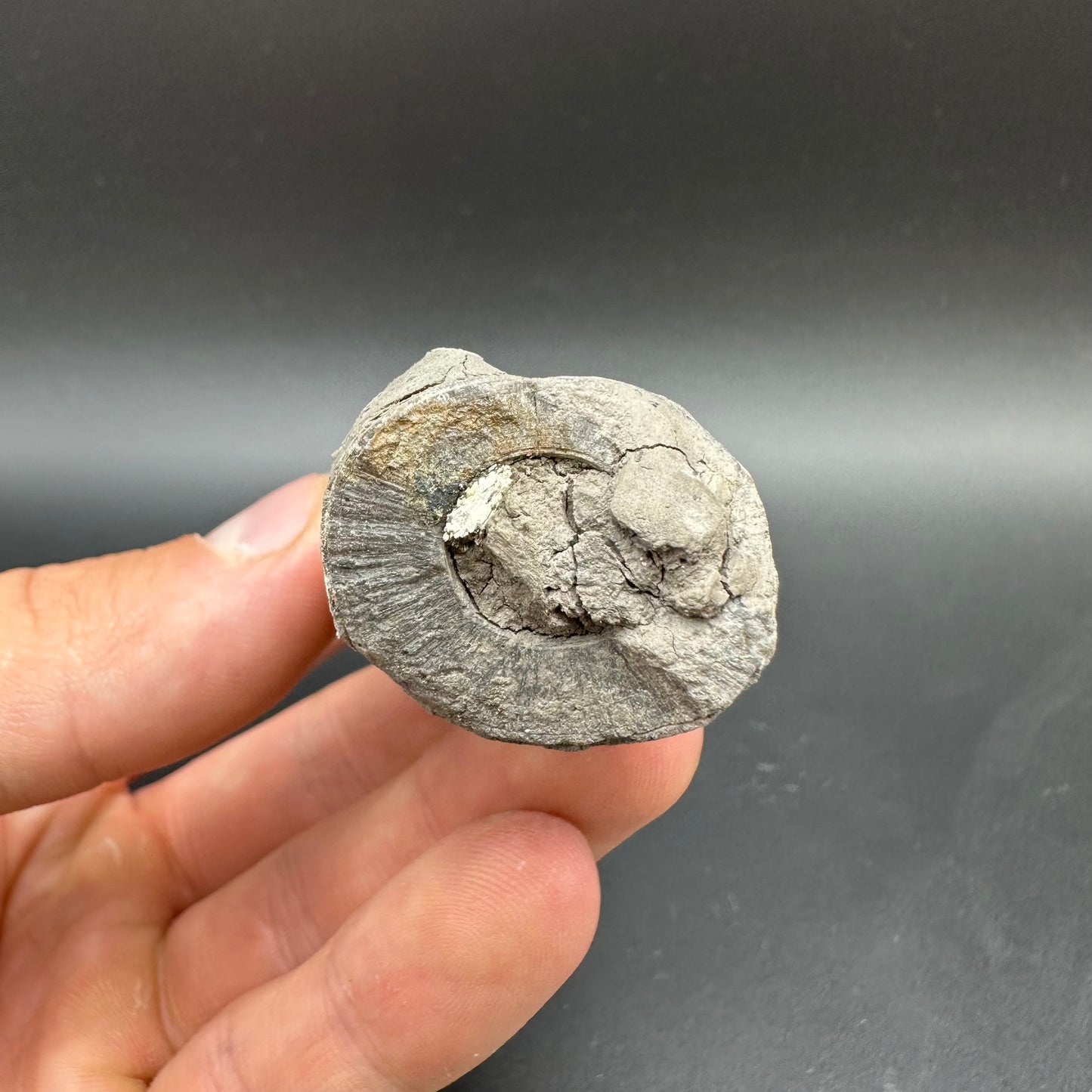 Belemnite (Fossil Squid) shell fossil with box and stand - Whitby, North Yorkshire Jurassic Coast Yorkshire Fossils