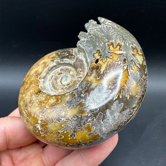 Puzosia Ammonite Fossil With Box And Stand - Cretaceous Ammonite Madagascar