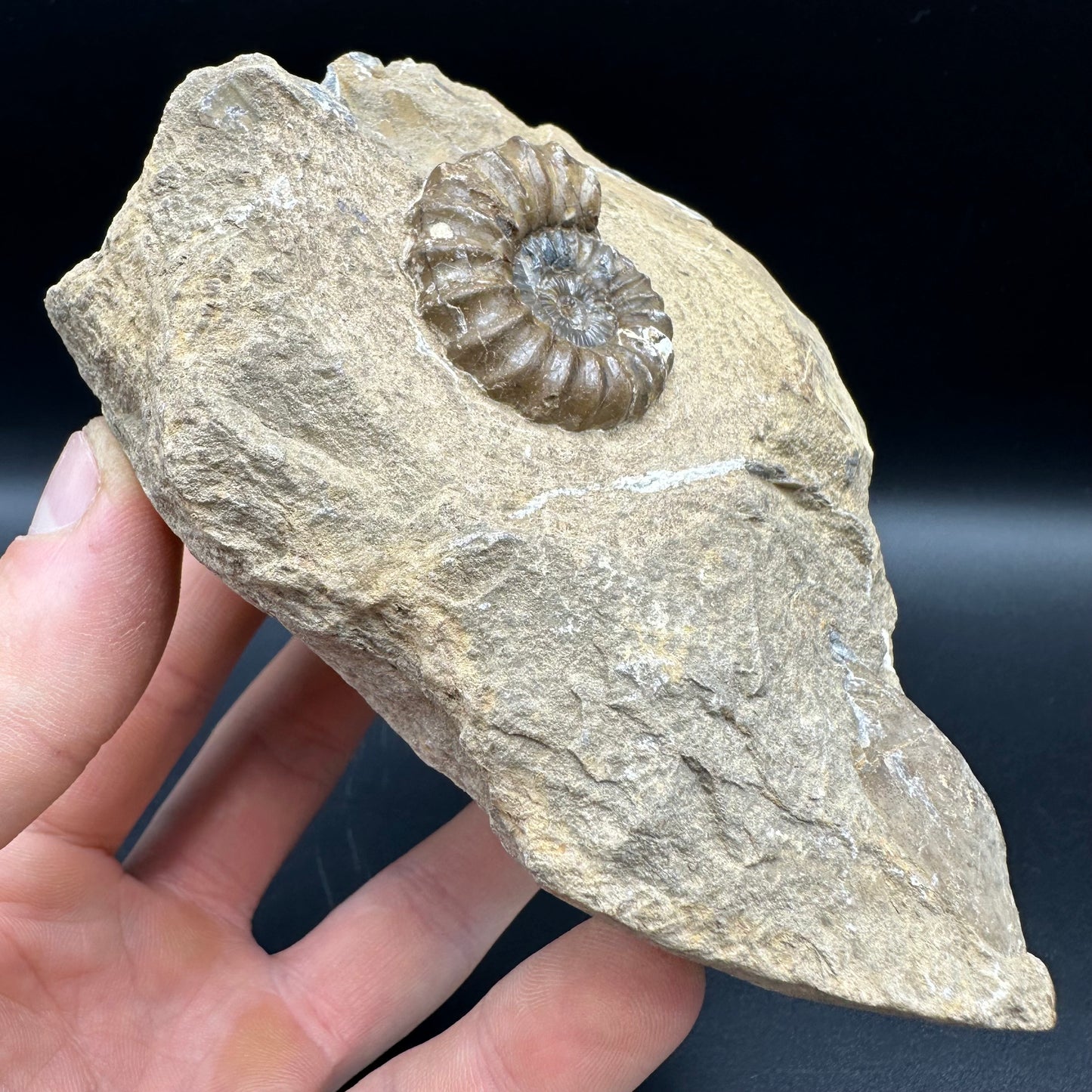 Androgynoceras capricornus Ammonite fossil - Whitby, North Yorkshire Jurassic Coast Yorkshire Fossils
