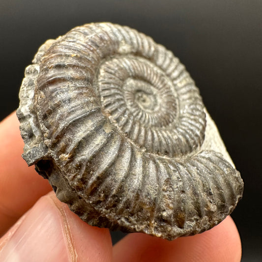 Dactylioceras Ammonite Fossil Gift Set - Whitby, North Yorkshire Jurassic Coast Yorkshire Fossils