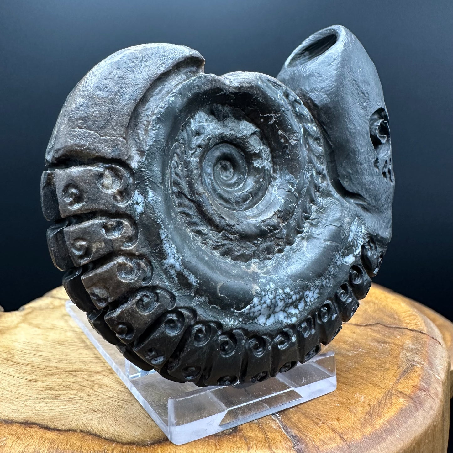 Snakestone Ammonite Fossil With Bag/Box And Stand - Whitby, North Yorkshire Jurassic Coast Yorkshire Fossils