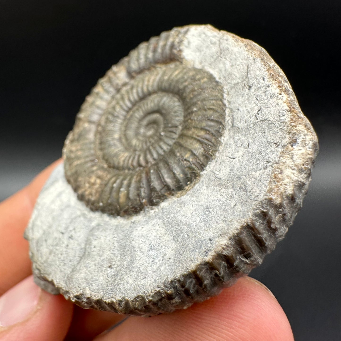Dactylioceras Ammonite Fossil With Box And Stand - Whitby, North Yorkshire Jurassic Coast Yorkshire Fossils