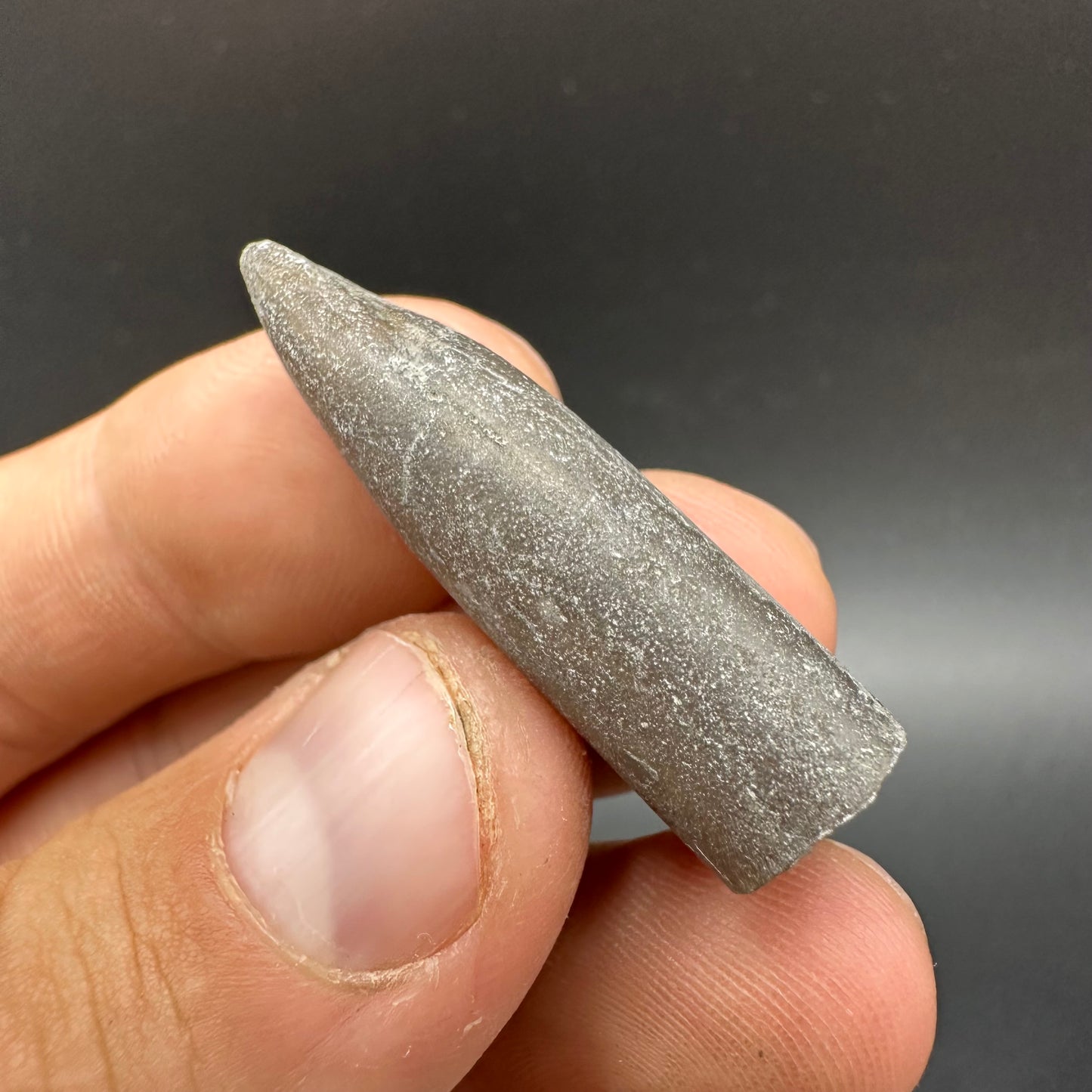 Belemnite (Fossil Squid) shell fossil - Whitby, North Yorkshire Jurassic Coast Yorkshire Fossils
