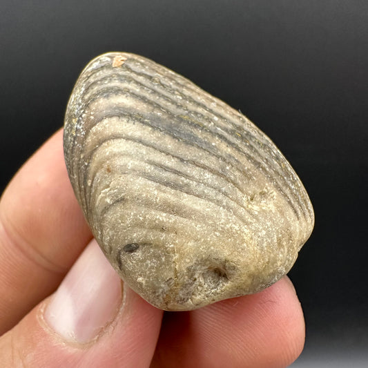 Shell fossil with box and stand - Whitby, North Yorkshire, Jurassic Coast, Yorkshire Fossils
