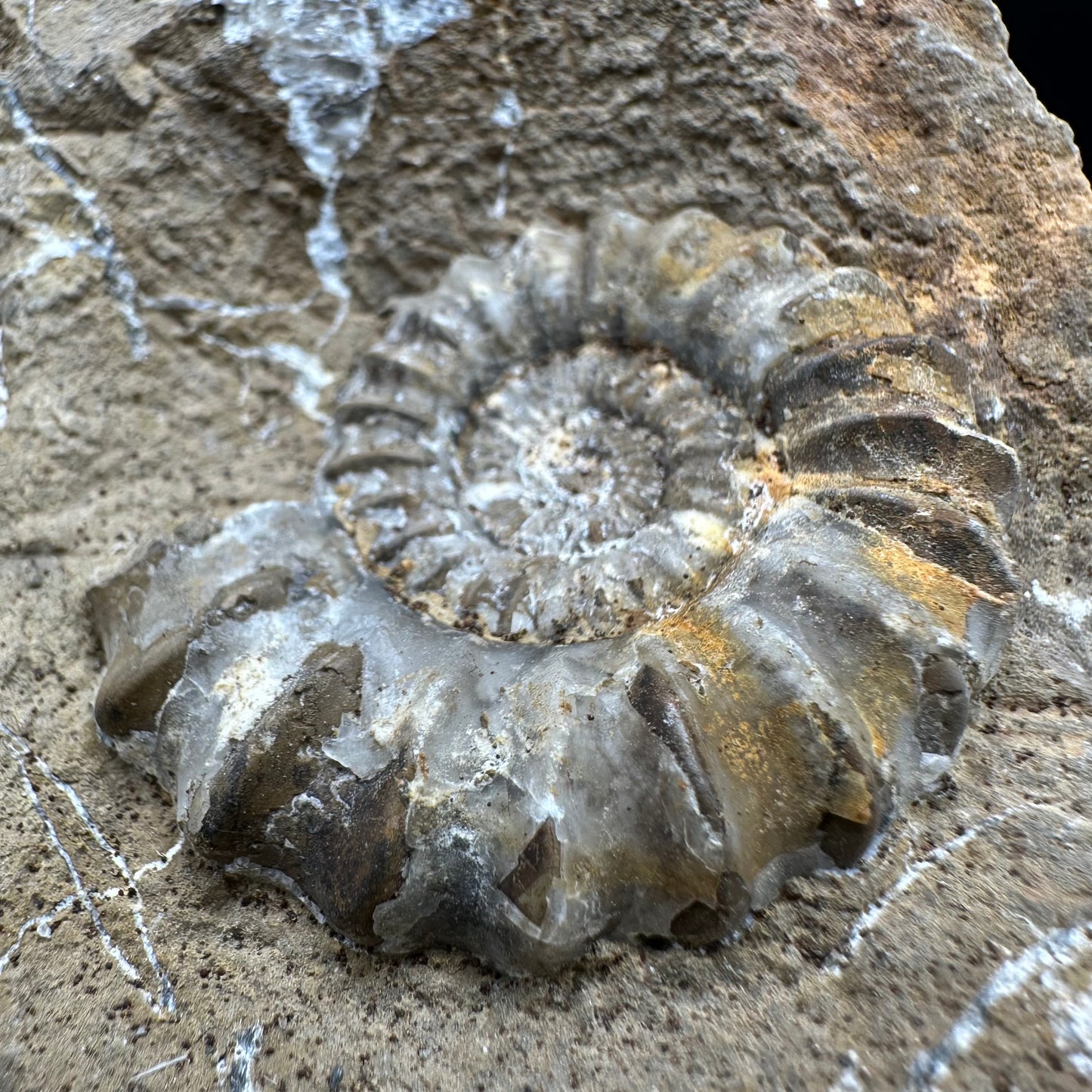 Androgynoceras capricornus Ammonite fossil - Whitby, North Yorkshire Jurassic Coast Yorkshire Fossils