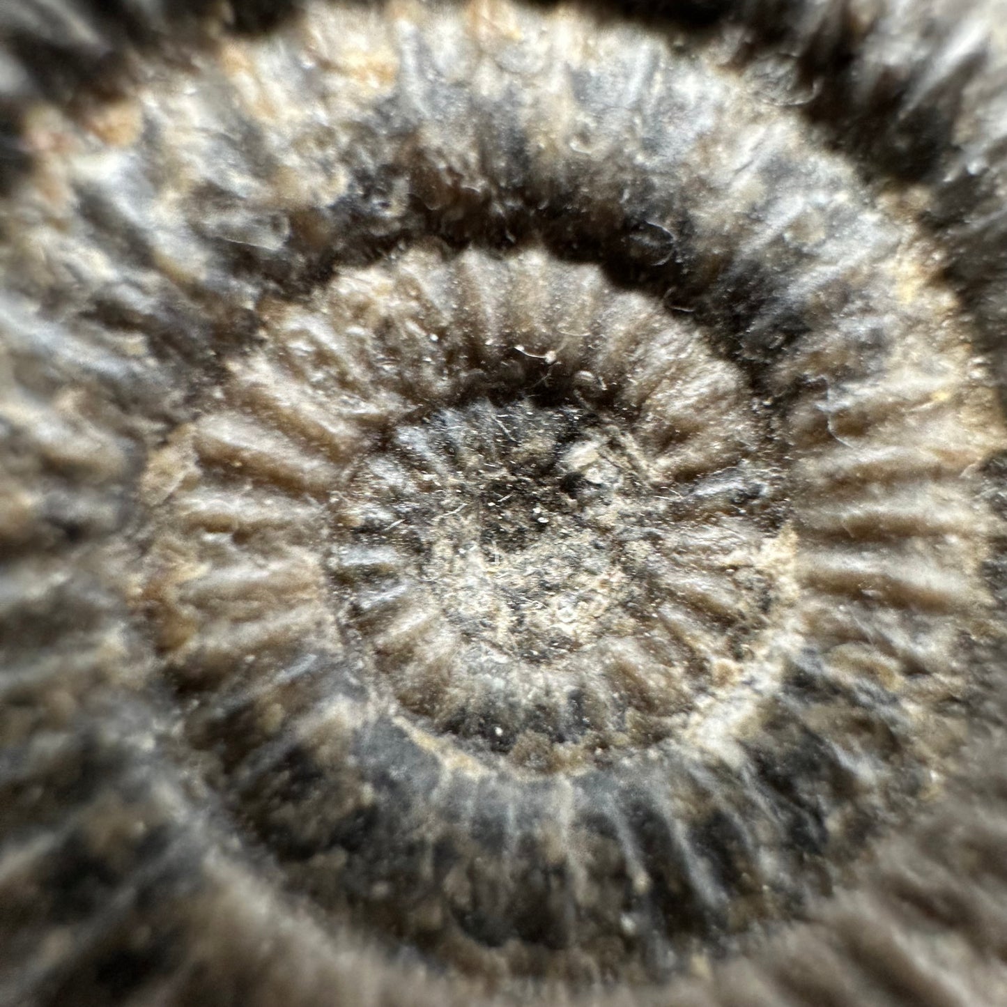 Gracile Multi-block Ammonite Fossil With Box And Stand - Whitby, North Yorkshire Jurassic Coast Yorkshire Fossils