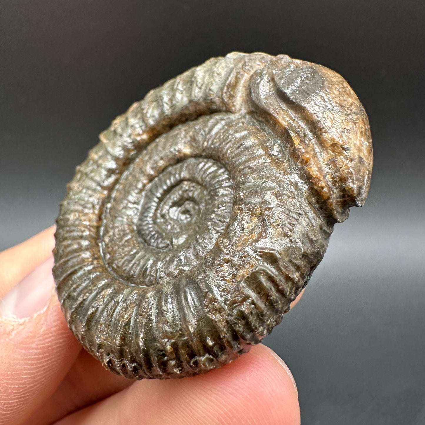 Snakestone Ammonite Fossil With Bag/Box And Stand - Whitby, North Yorkshire Jurassic Coast Yorkshire Fossils