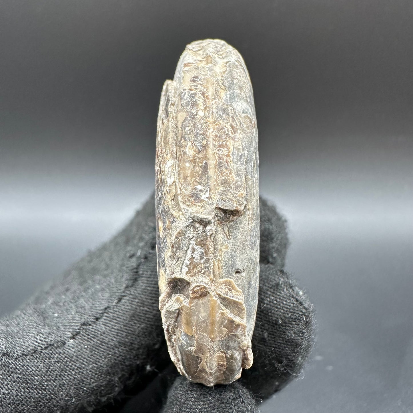 Hildoceras Bifrons Ammonite fossil with box and stand - Whitby, North Yorkshire Jurassic Coast, Yorkshire Fossils from the Jurassic Coast