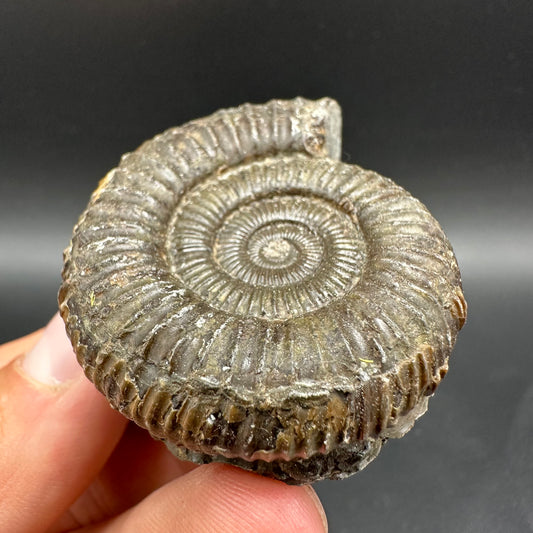 Dactylioceras Ammonite Fossil With Box And Stand - Whitby, North Yorkshire Jurassic Coast Yorkshire Fossils