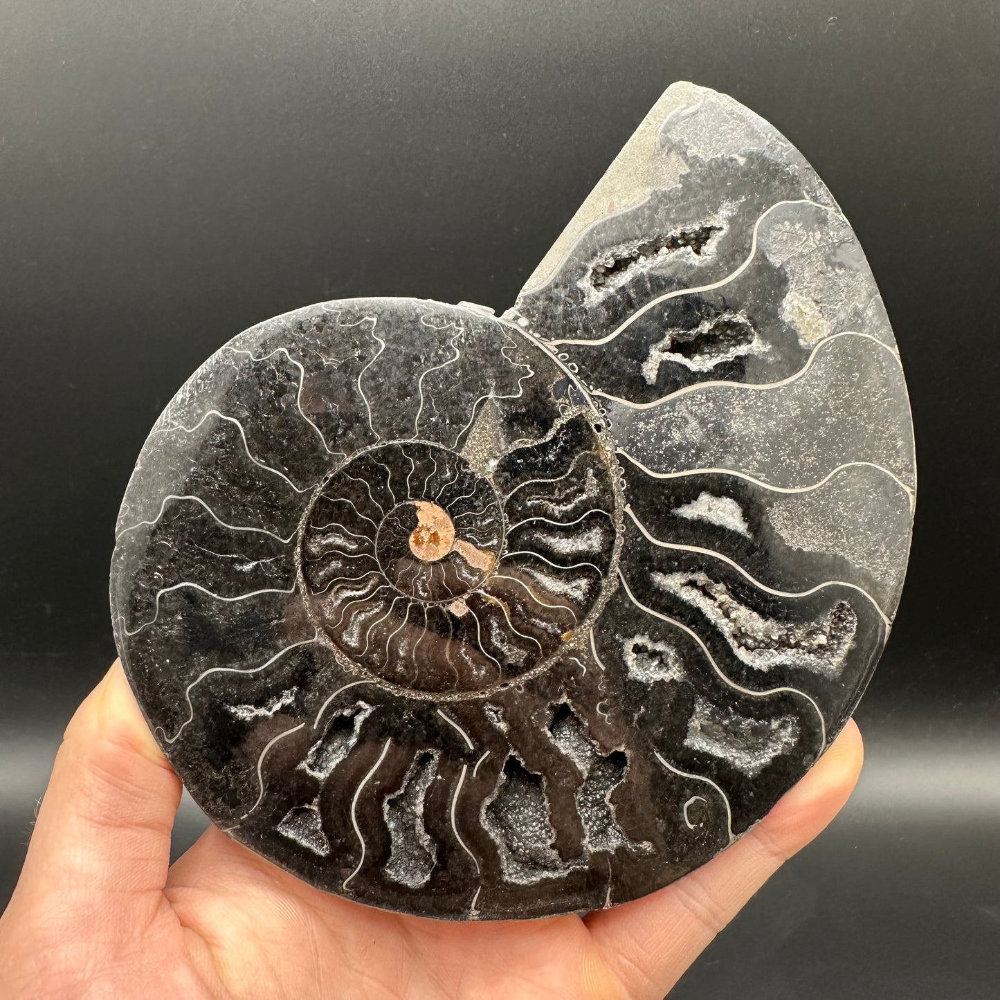 Cleoniceras Ammonite Cut And Polished Fossil Pair With Stand - Cretaceous Ammonite Madagascar