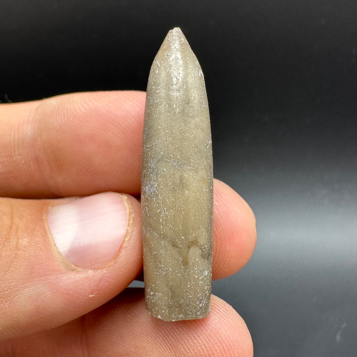 Belemnite (Fossil Squid) shell fossil - Whitby, North Yorkshire Jurassic Coast Yorkshire Fossils