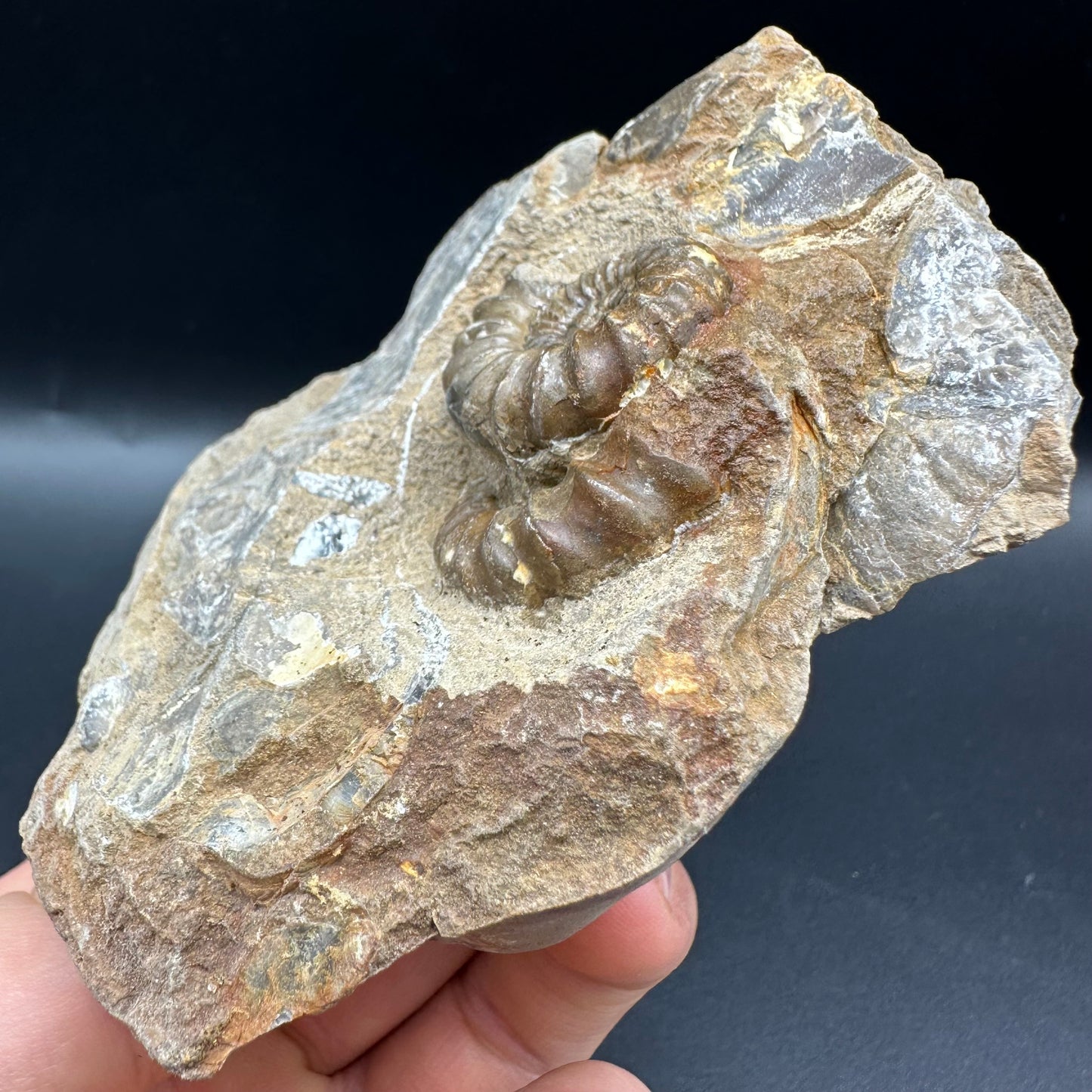 Androgynoceras capricornus Ammonite fossil with box and stand - Whitby, North Yorkshire Jurassic Coast Yorkshire Fossils