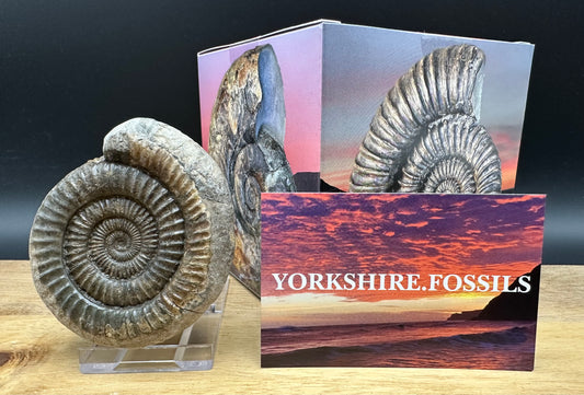 Dactylioceras Ammonite Fossil With box and Stand - Whitby, North Yorkshire Jurassic Coast Yorkshire Fossils