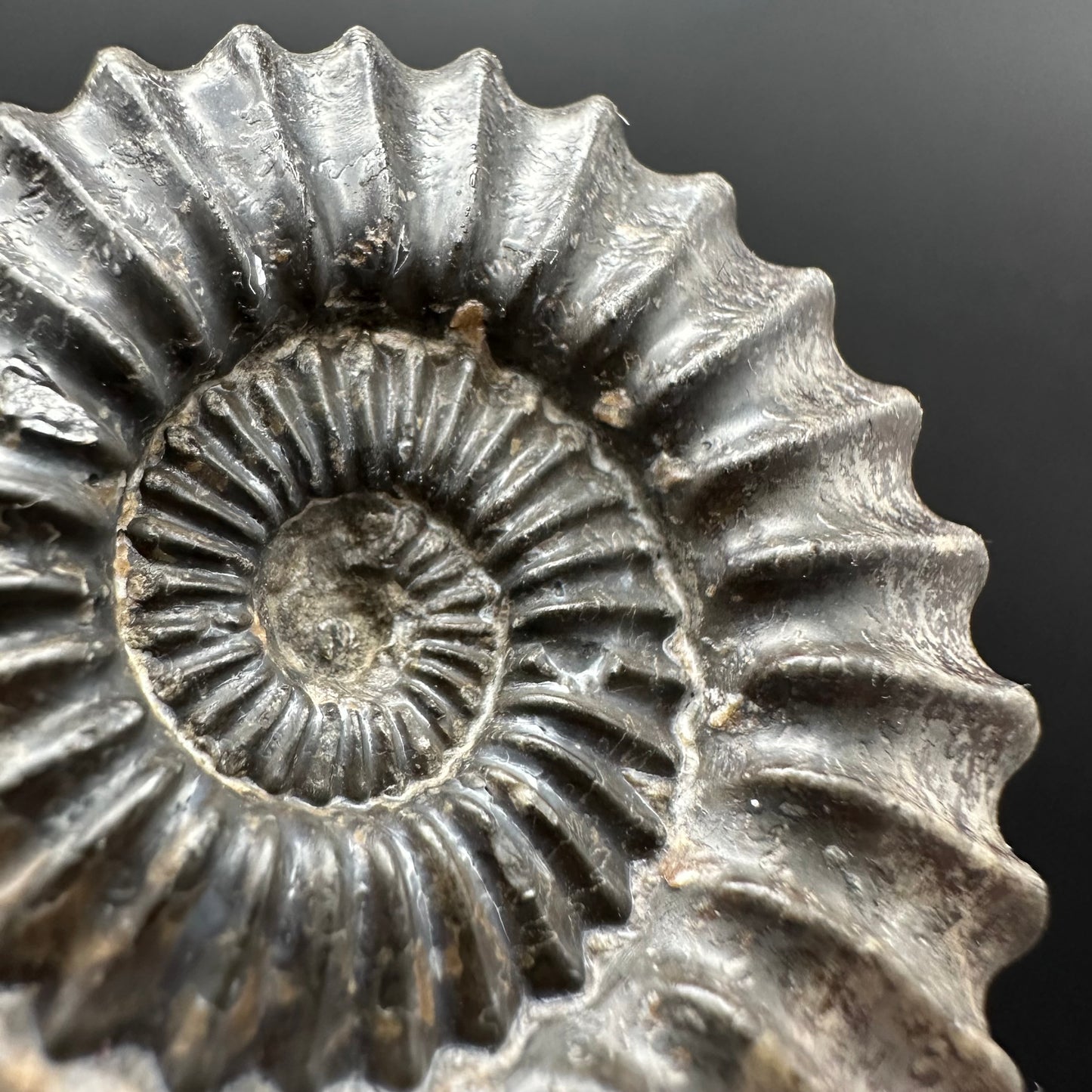 Pleuroceras hawskerense Ammonite fossil with box and stand - Whitby, North Yorkshire Jurassic Coast, Yorkshire fossils