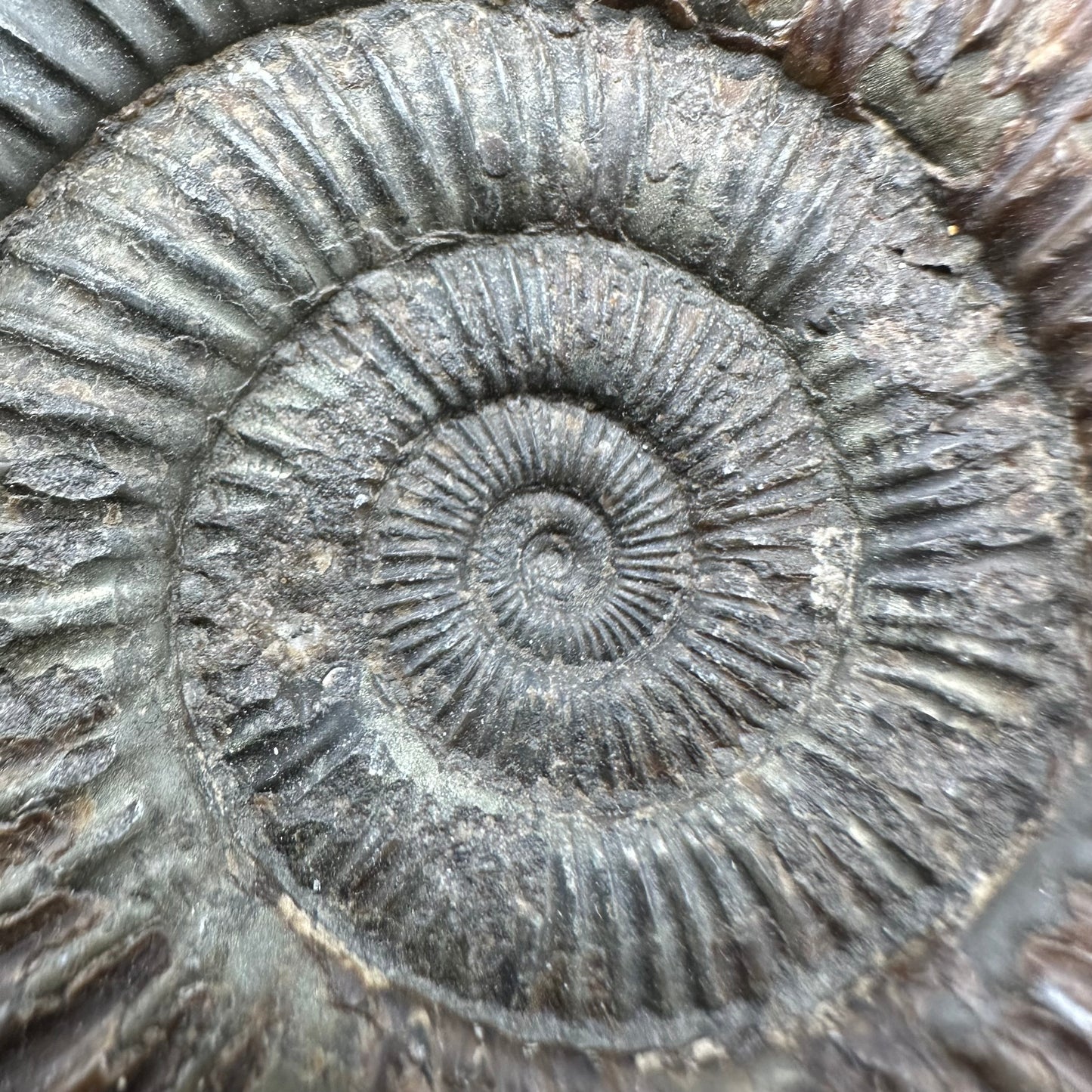 Dactylioceras Ammonite Fossil With Box And Stand - Whitby, North Yorkshire Jurassic Coast Yorkshire Fossils