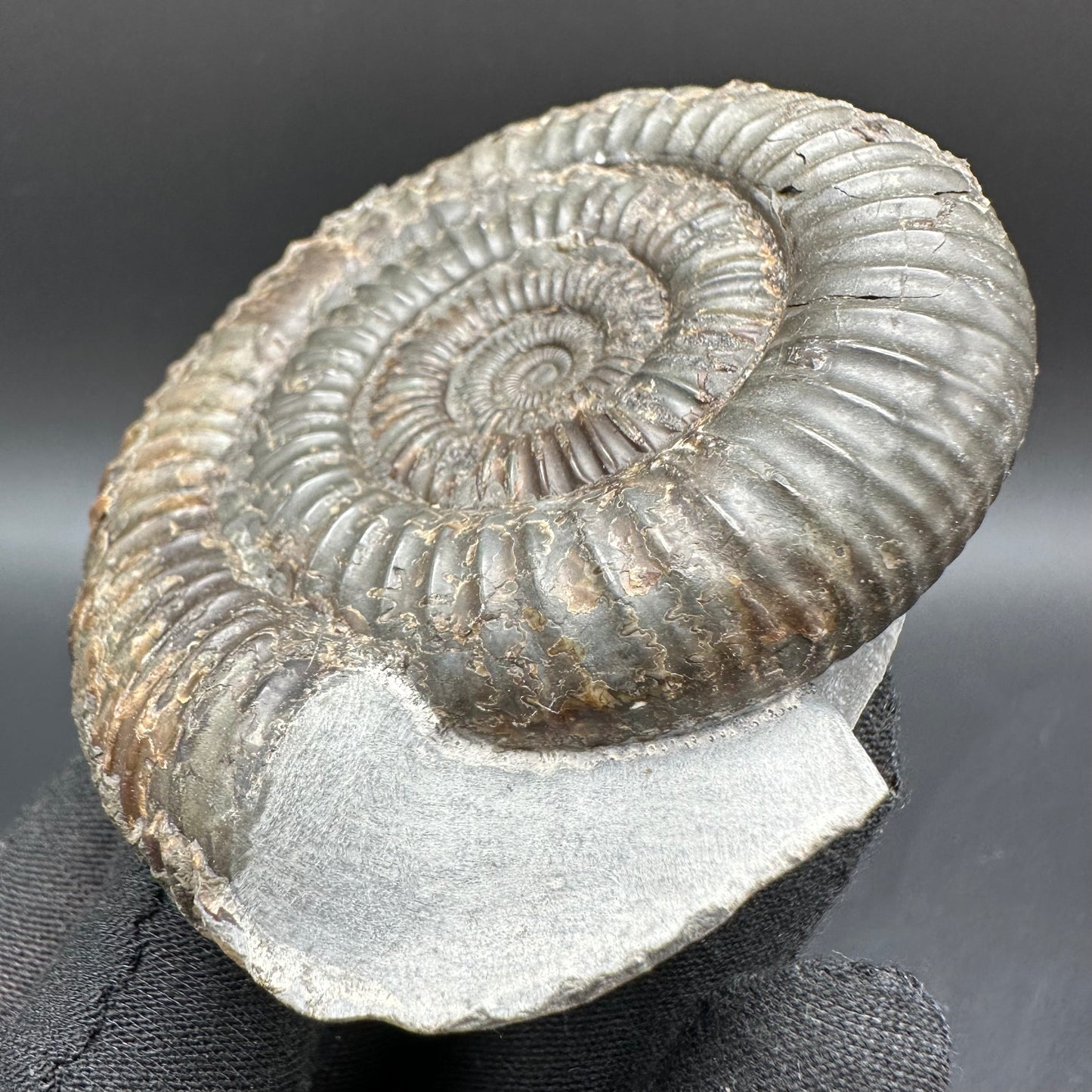 Dactylioceras Ammonite Fossil With Box And Stand - Whitby, North Yorkshire Jurassic Coast Yorkshire Fossils