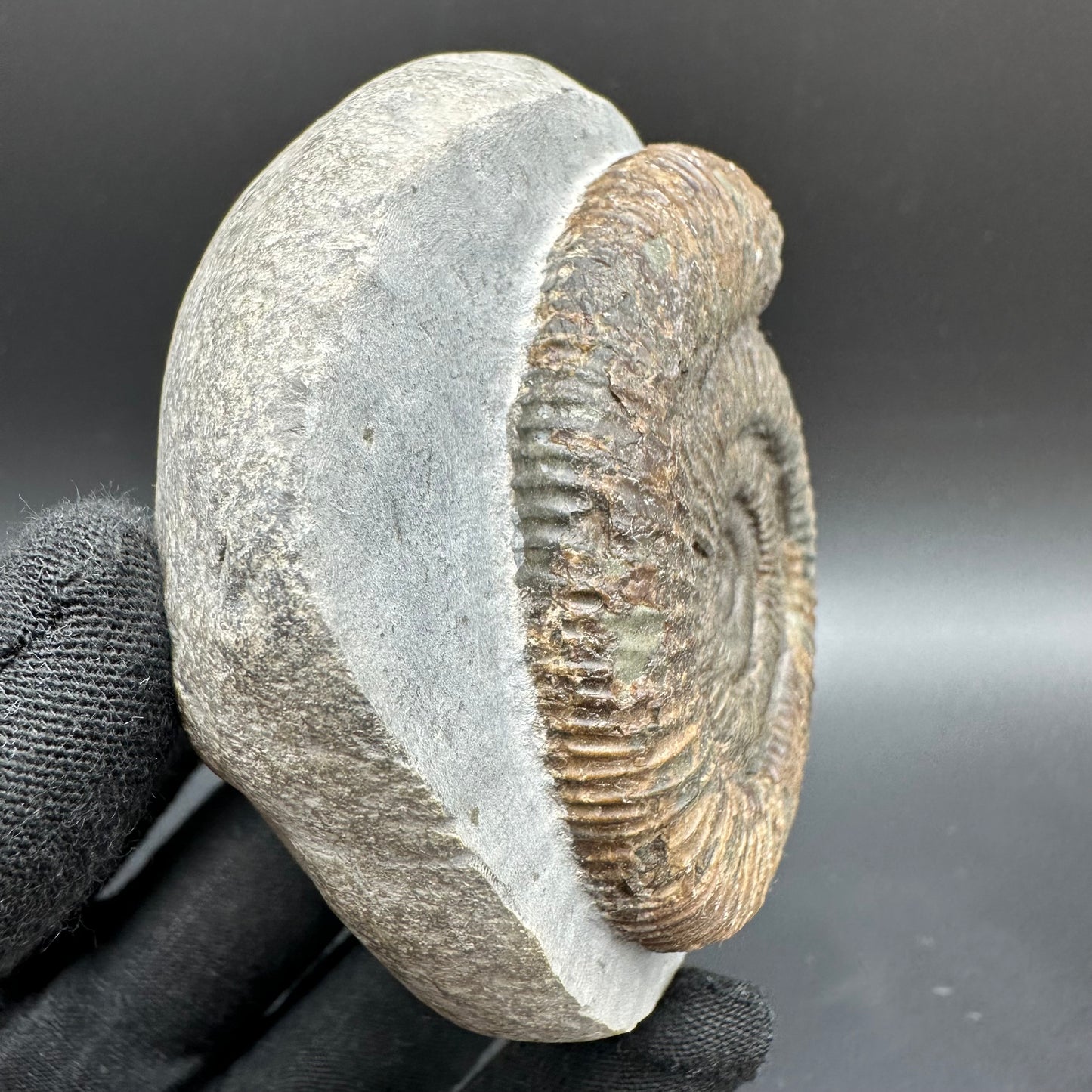 Dactylioceras Ammonite Fossil With Box And Stand - Whitby, North Yorkshire Jurassic Coast Yorkshire Fossils