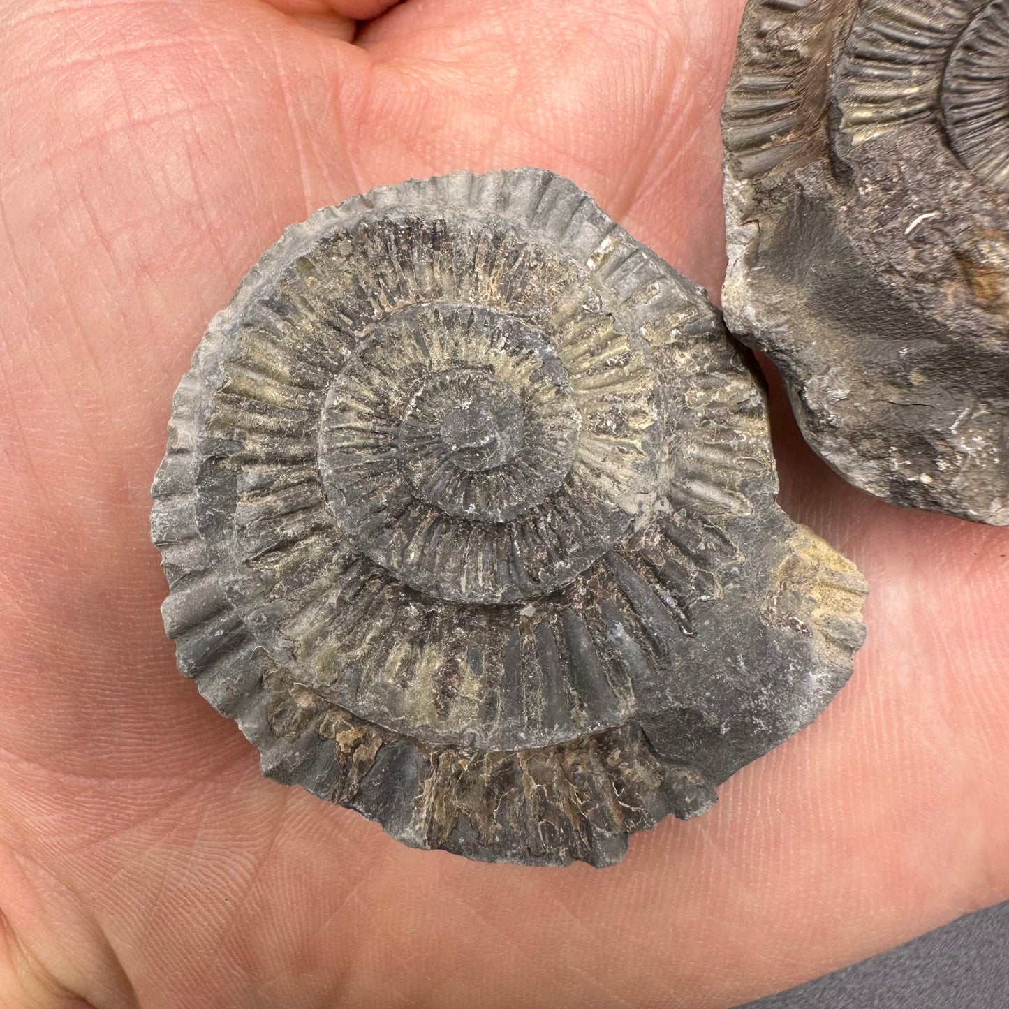 Dactylioceras imprint (negative) bundle ammonite shell fossil with box - Whitby, North Yorkshire, Yorkshire Fossils