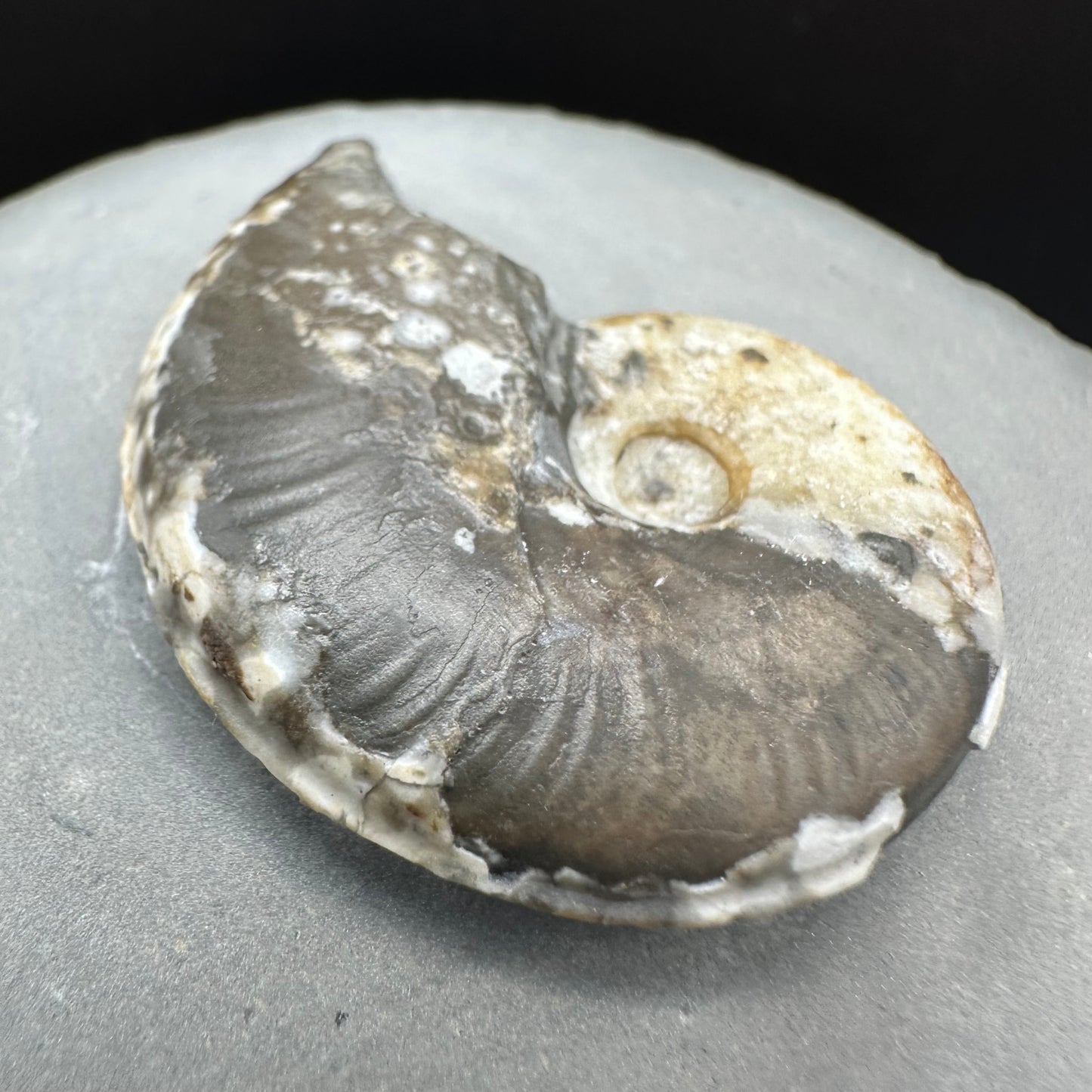 Eleganticeras Elegantulum ammonite fossil with box and stand - Whitby, North Yorkshire Jurassic Coast, Yorkshire Fossils