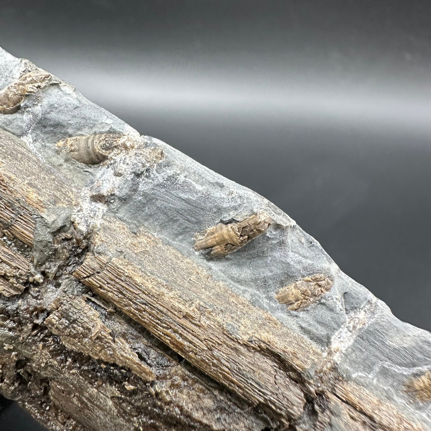 Ichthyosaur Partial Jaw fossil - Whitby, North Yorkshire Jurassic Coast, Yorkshire fossils