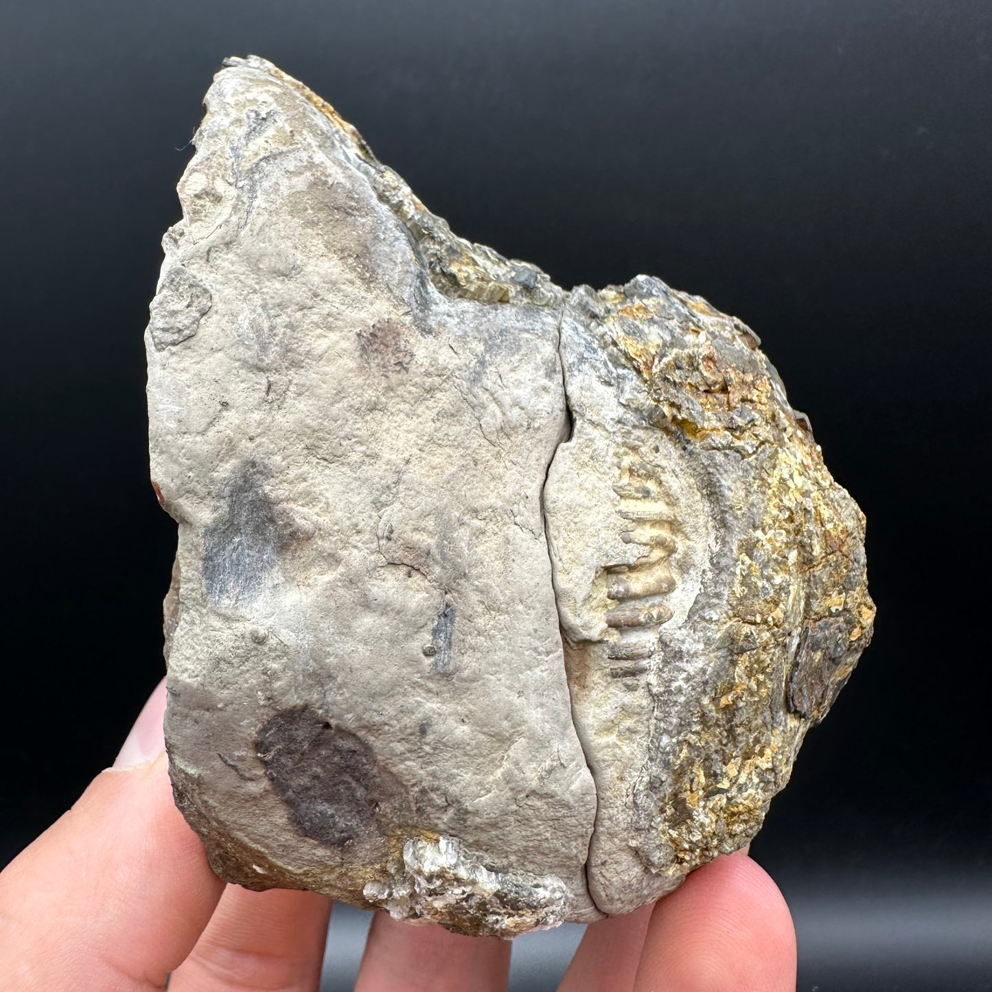 Dactylioceras Ammonite nodule (split pair) Fossil With Stand - Whitby, North Yorkshire Jurassic Coast Yorkshire Fossils