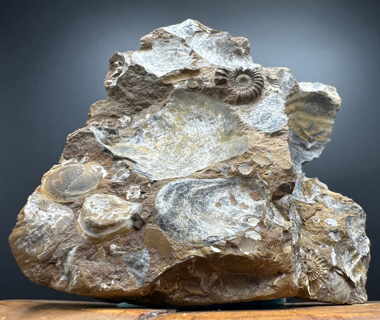 Androgynoceras capricornus Ammonite Fossil With Stand - Whitby, North Yorkshire Jurassic Coast Yorkshire Fossils
