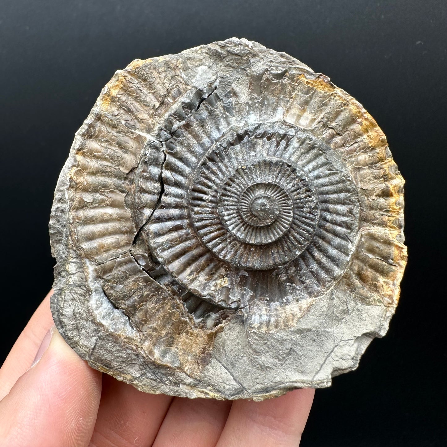 Dactylioceras Ammonite nodule (split pair) Fossil With Box And Stand - Whitby, North Yorkshire Jurassic Coast Yorkshire Fossils