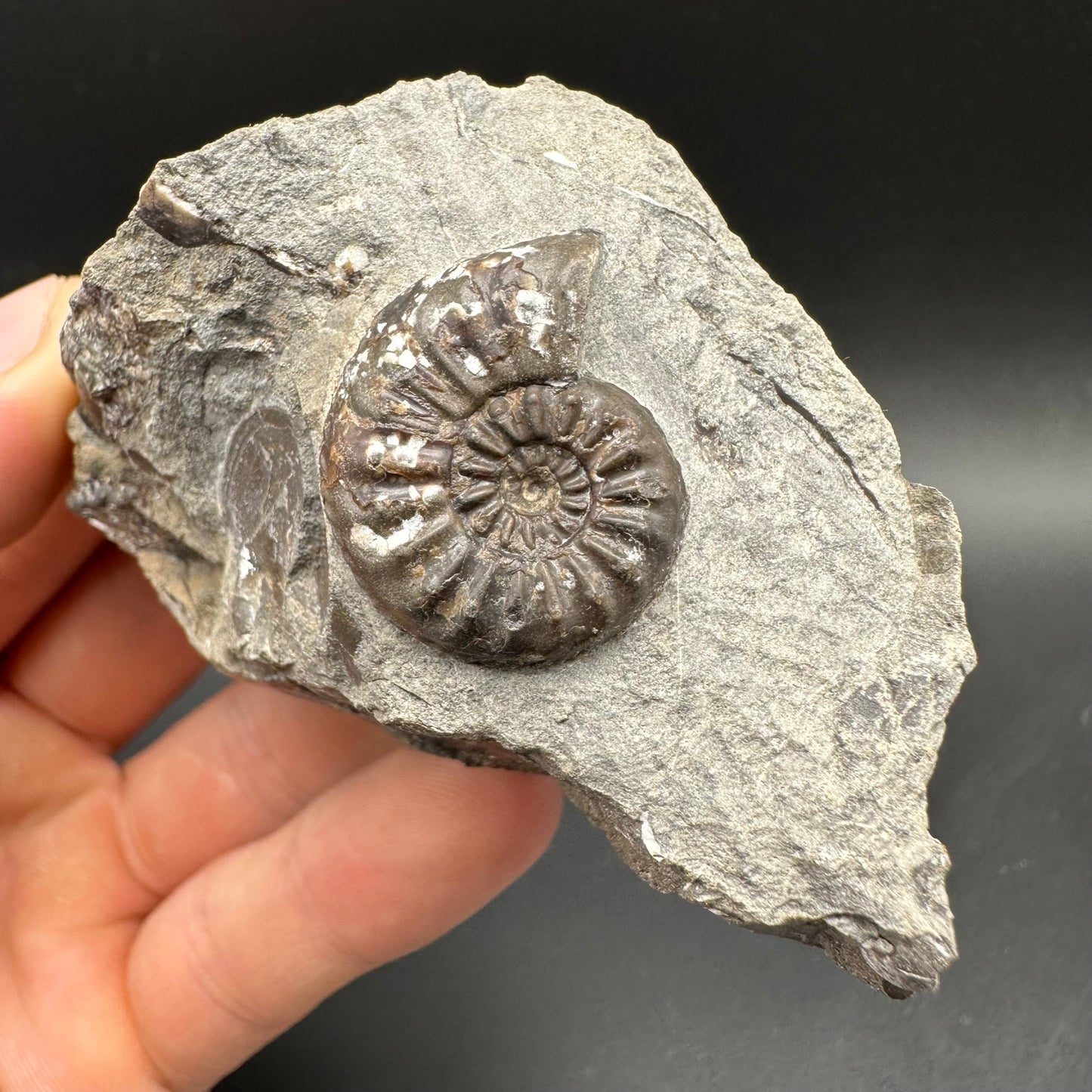 Amaltheus subnodosus Ammonite fossil with box and stand - Whitby, North Yorkshire Jurassic Coast Yorkshire Fossils