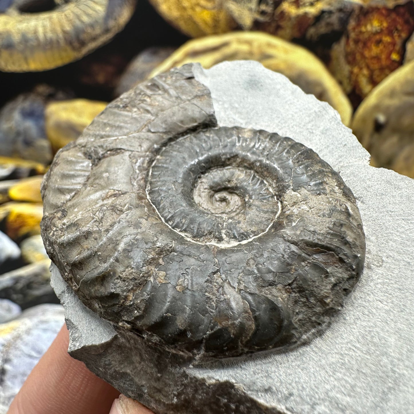 Grammoceras thoaurense ammonite shell fossil - Whitby, North Yorkshire