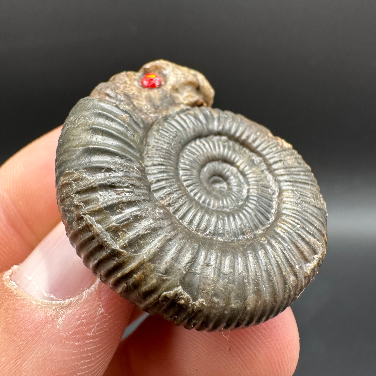 Snakestone Ammonite Fossil With Bag/Box And Stand - Whitby, North Yorkshire Jurassic Coast Yorkshire Fossils