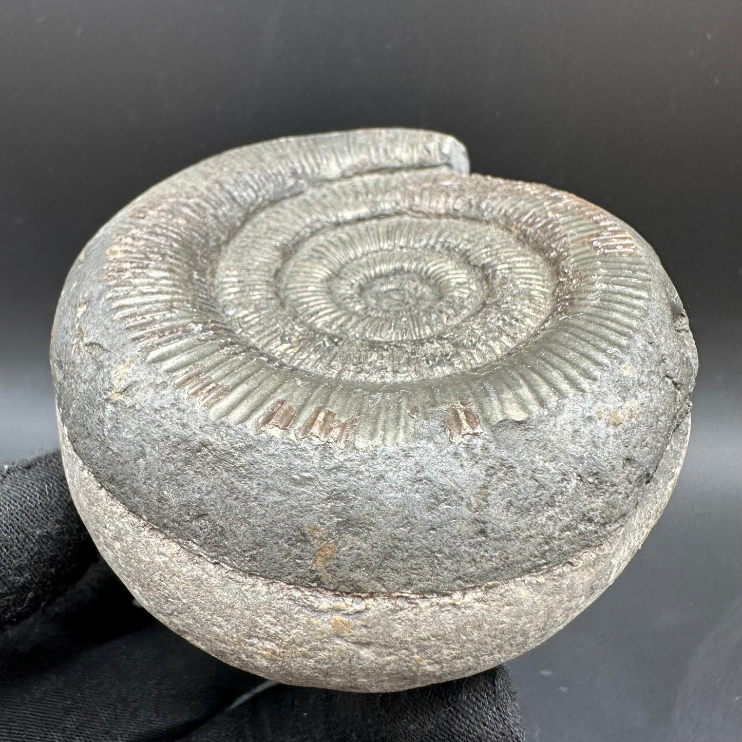 Dactylioceras semicelatum Ammonite fossil with box and stand - Whitby, North Yorkshire Jurassic Coast Yorkshire Fossils