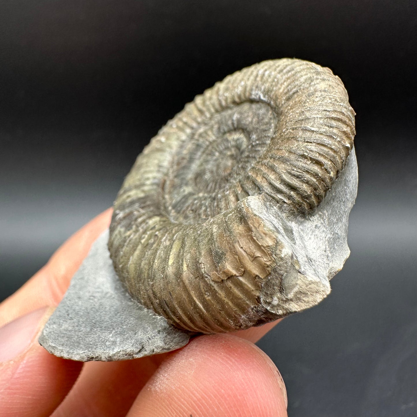 Dactylioceras Ammonite Fossil With Box And Stand - Whitby, North Yorkshire Jurassic Coast Yorkshire Fossils