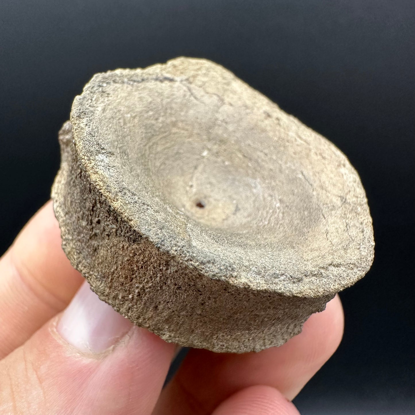 Ichthyosaur Vertebra fossil with box and stand - Whitby, North Yorkshire Jurassic Coast, Yorkshire fossils found on the Jurassic Coast