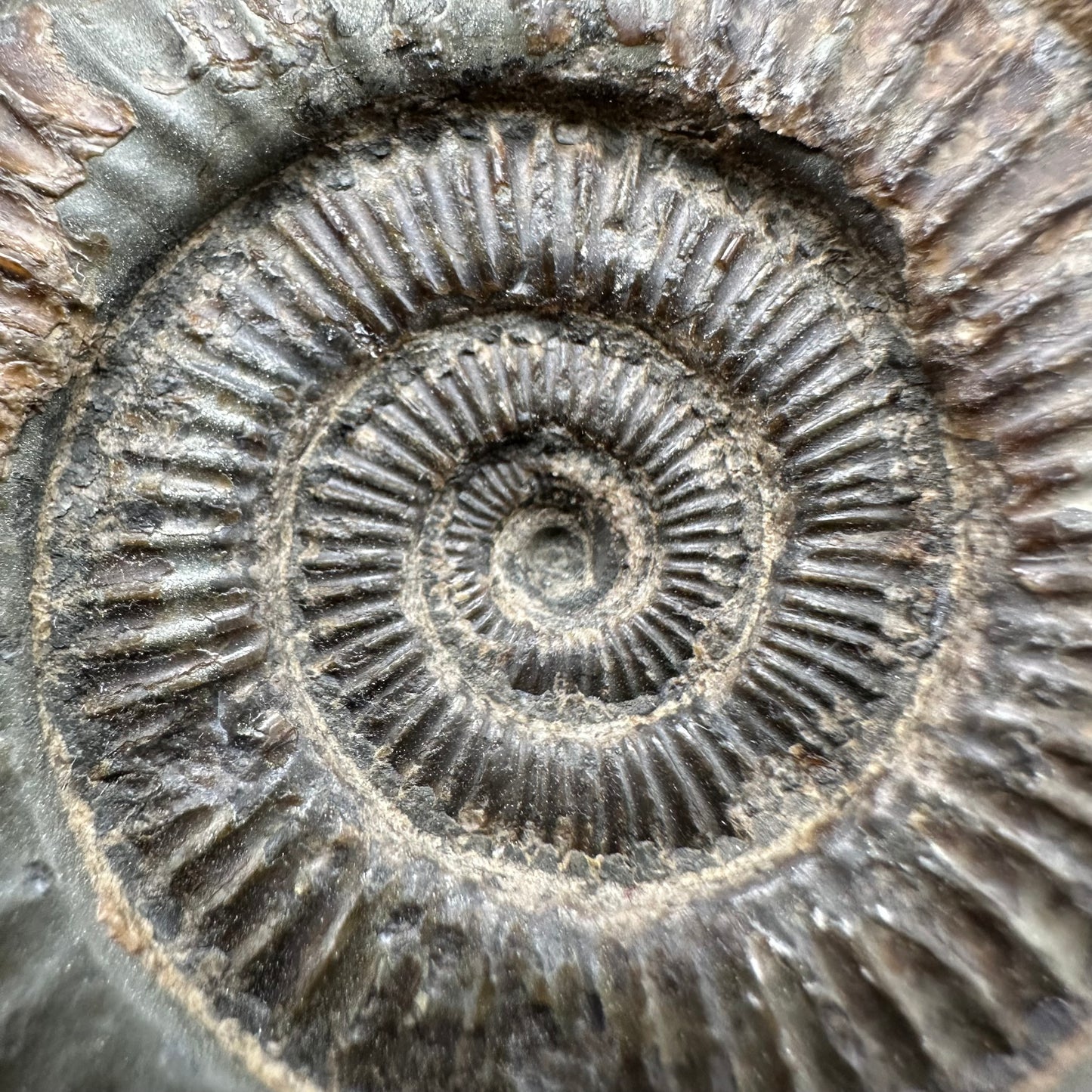 Dactylioceras Ammonite Fossil With Box And Stand - Whitby, North Yorkshire Jurassic Coast Yorkshire Fossils