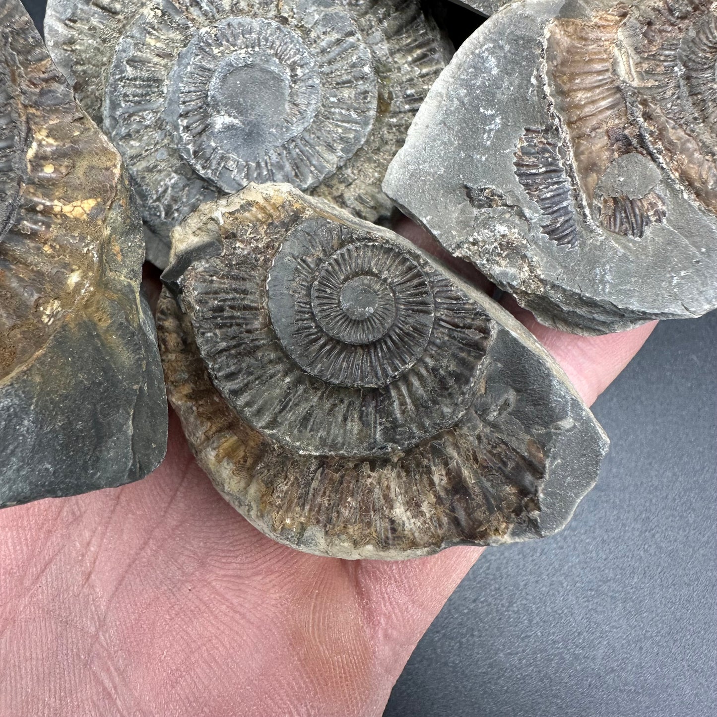 Dactylioceras imprint (negative) bundle ammonite shell fossil with box - Whitby, North Yorkshire, Yorkshire Fossils
