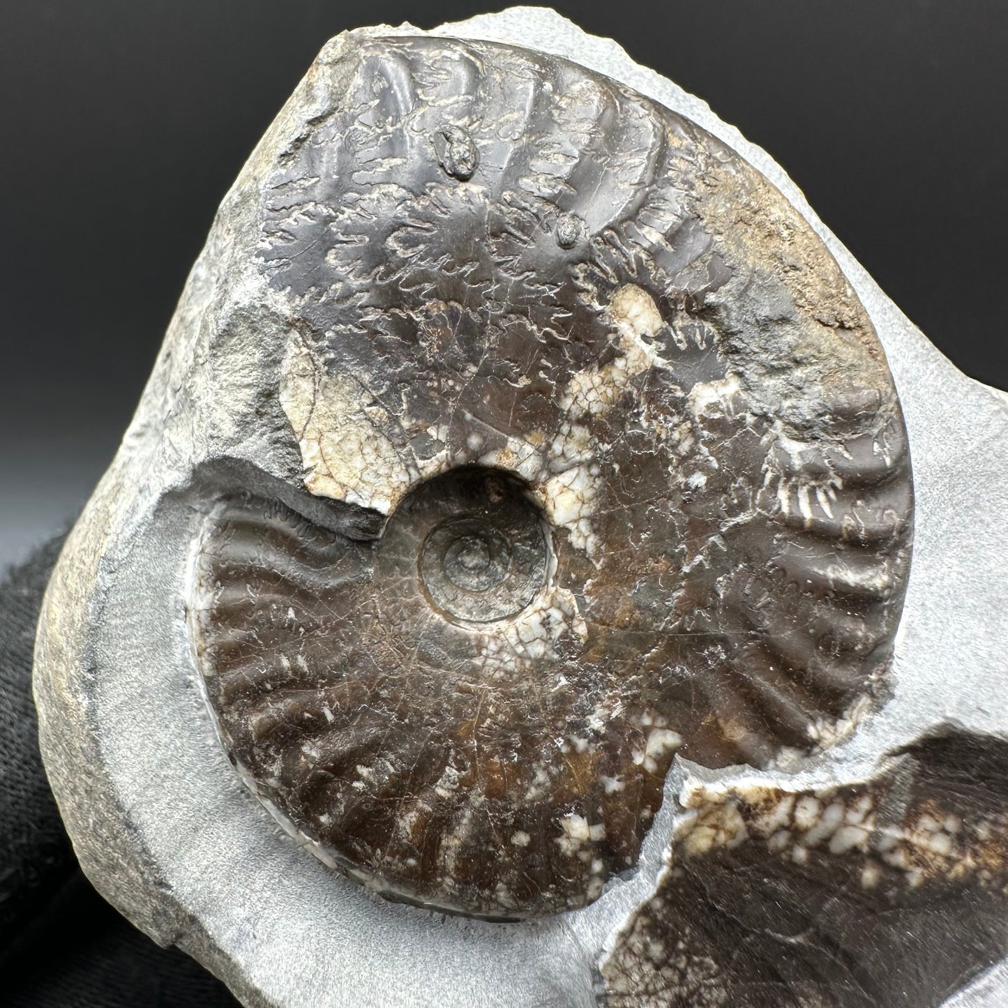 Pseudolioceras lythense Ammonite fossil with box and stand - Whitby, North Yorkshire, Yorkshire Fossils on the Jurassic Coast