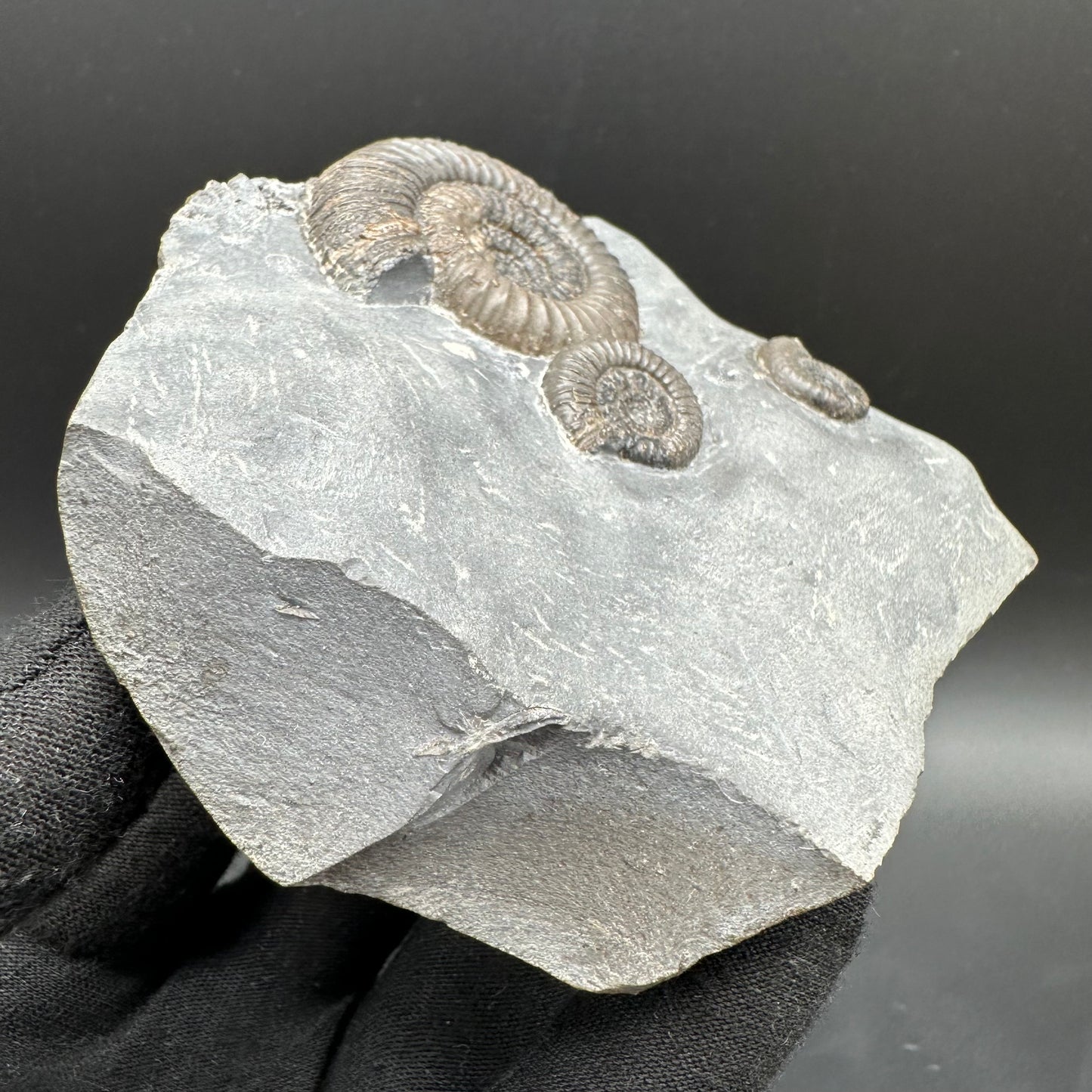 Gracile Multi-block Ammonite Fossil With Box And Stand - Whitby, North Yorkshire Jurassic Coast Yorkshire Fossils