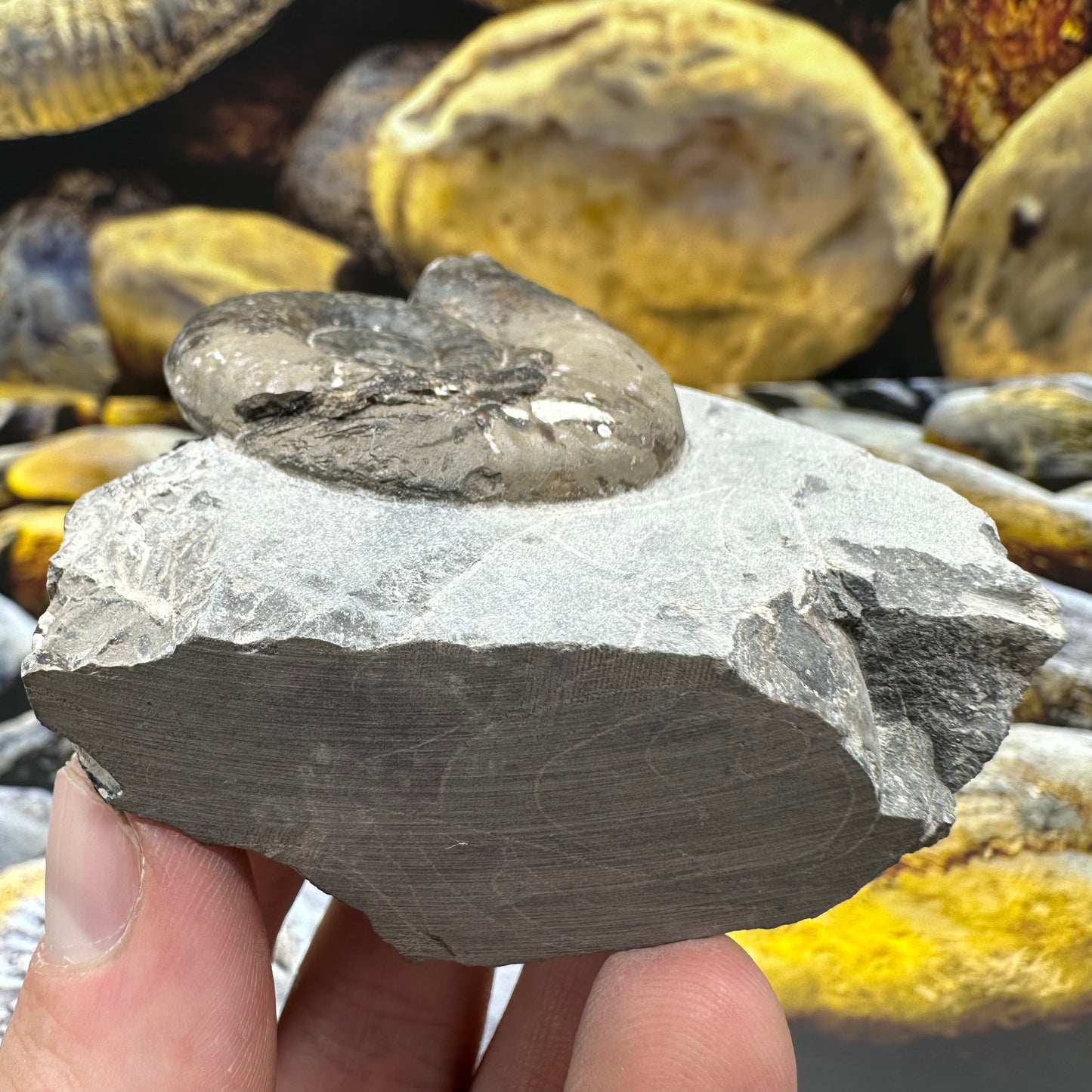 Grammoceras thoaurense ammonite shell fossil - Whitby, North Yorkshire