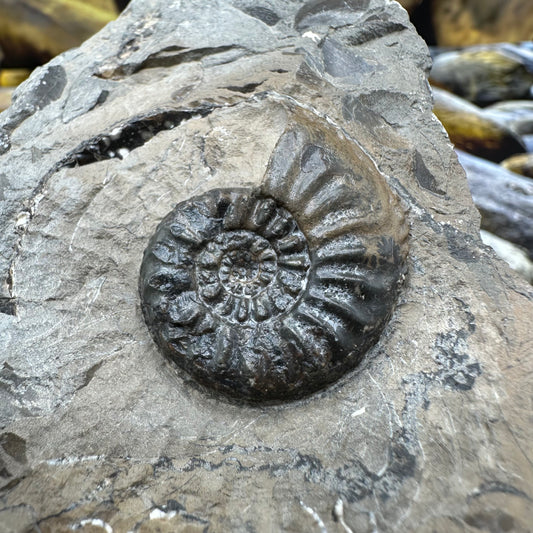 Amaltheus subnodosus ammonite fossil - Whitby, North Yorkshire Jurassic Coast Yorkshire Fossils